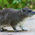 daman (hyrax)