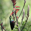 Souimanga bifascié Cinnyris bifasciatus - Purple-banded Sunbird