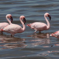 Flamant nain - Phoeniconaias minor Lesser Flamingo