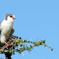Fauconnet d'Afrique Polihierax semitorquatus - Pygmy Falcon