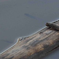 gobie sauteur (Periophthalmus gracilis)