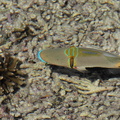Poisson-baliste-picasso-Rhinecantus aculeatus