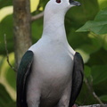 Carpophage cuivré Ducula myristicivora - Spice Imperial Pigeon