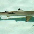 Carcharhinus melanopterus Requin à pointes noires