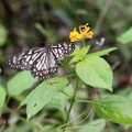  Papilio clytia, le mime commun