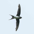 Hirondelle striolée Cecropis striolata - Striated Swallow