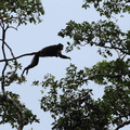 Langur de Java ou Semnopithèque noir - Trachypithecus auratus