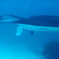 raie manta (giant manta ray- manta birostris)