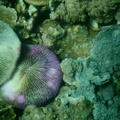 Fungia fungites : Corail champignon