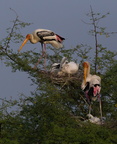 Tantale indien Mycteria leucocephala - Painted Stork