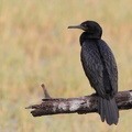 Cormoran de Vieillot Microcarbo niger - Little Cormorant