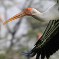 Tantale indien Mycteria leucocephala - Painted Stork