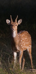 cerf axis - chital