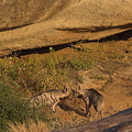 hyène striée