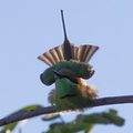 Guêpier d'Orient Merops orientalis - Green Bee-eater