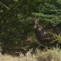 Antilope nilgaut (Boselaphus tragocamelus)