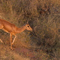 Gazelle Chinkara - (Indian Gazelle - Gazella gazella)