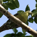 Colombar à face grise Treron griseicauda - Grey-cheeked Green Pigeon