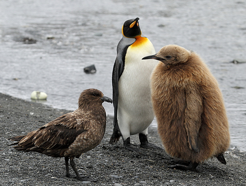 Manchot royal Aptenodytes patagonicus - King Penguin et Labbe antarctique Stercorarius antarcticus - Brown Skua