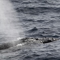 Baleine à Bosse (Megaptera novaeangliae)
