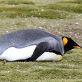 Manchot royal Aptenodytes patagonicus - King Penguin