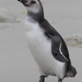 Manchot de Magellan Spheniscus magellanicus - Magellanic Penguin