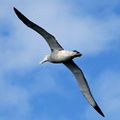 Albatros hurleur Diomedea exulans - Wandering Albatross