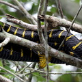 serpent des palétuviers (Boiga dendrophila )