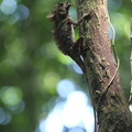 Gonocephalus bornensis - Borneo anglehead lizard (Gonocephalus borneensis)