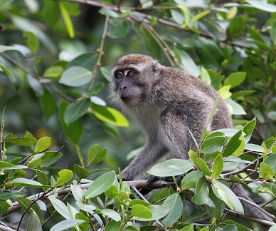 macaque crabier (Macaca fascicularis), macaque de Java, macaque à face rouge, macaque à longue queue, singe cynomolgus