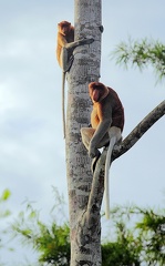 Nasique Nasalis larvatus Proboscis monkey