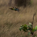 Guêpier à queue d'azur - Blue-tailed Bee-eater Merops philippinus 