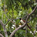 Paradisier petit-émeraude Paradisaea minor - Lesser Bird-of-paradise
