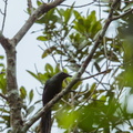 Stourne à longue queue Aplonis magna - Long-tailed Starling