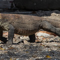 Dragon de Komodo Varanus komodoensis