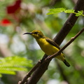 Souimanga à dos vert Cinnyris jugularis - Olive-backed Sunbird