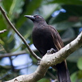Corneille des Moluques Corvus validus - Long-billed Crow