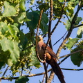 Phasianelle brune Macropygia phasianella - Brown Cuckoo-Dove