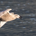 Goéland à ailes grises Larus glaucescens - Glaucous-winged Gull