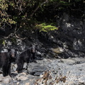 ours noir ou baribal (Ursus americanus)