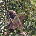 Gibbon hoolock occidental Bunopithecus hoolock hoolock, Hoolock hoolock