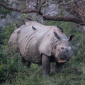 Rhinocéros indien - Rhinoceros unicornis