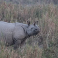 Rhinocéros indien - Rhinoceros unicornis
