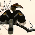 Calao bicorne Buceros bicornis - Great Hornbill (mâle)