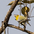 Colombar commandeur Treron phoenicopterus - Yellow-footed Green Pigeon