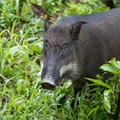 Sus scrofa vittatus - cochon bagué,  sanglier indonésien