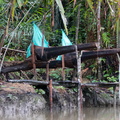 Moluques - Séram : process du sagou