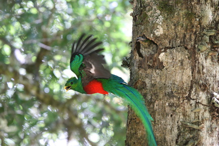 Quetzal resplendissant Pharomachrus mocinno - Resplendent Quetzal 