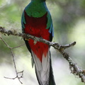  Quetzal resplendissant Pharomachrus mocinno - Resplendent Quetzal