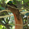 Paradisier de Raggi Paradisaea raggiana - Raggiana Bird-of-paradise 